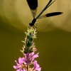 Motylice leskla - Calopteryx splendens - Banded Demoiselle 2668